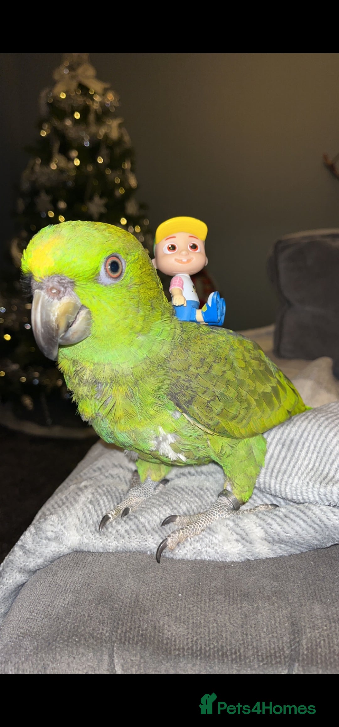 Parrots birds for sale: Yelow nape amazon - Image 1