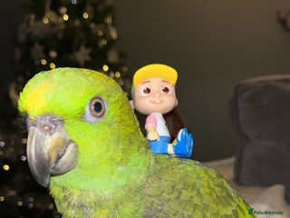 Parrots birds - Advert 23