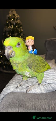 Parrots birds - Advert 14