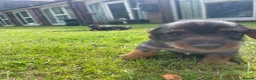 Dachshund dogs for sale: 3 beautiful boy wired haired sausages  - Advert 11
