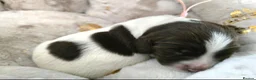 English Springer Spaniel dogs for sale: 💫Beautiful🐾KC💛 English Springer Spaniel Puppies - Advert 8