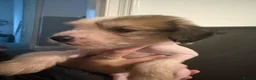Chinese Crested dogs for sale: Hairless Chinese Cresteds  - Advert 16