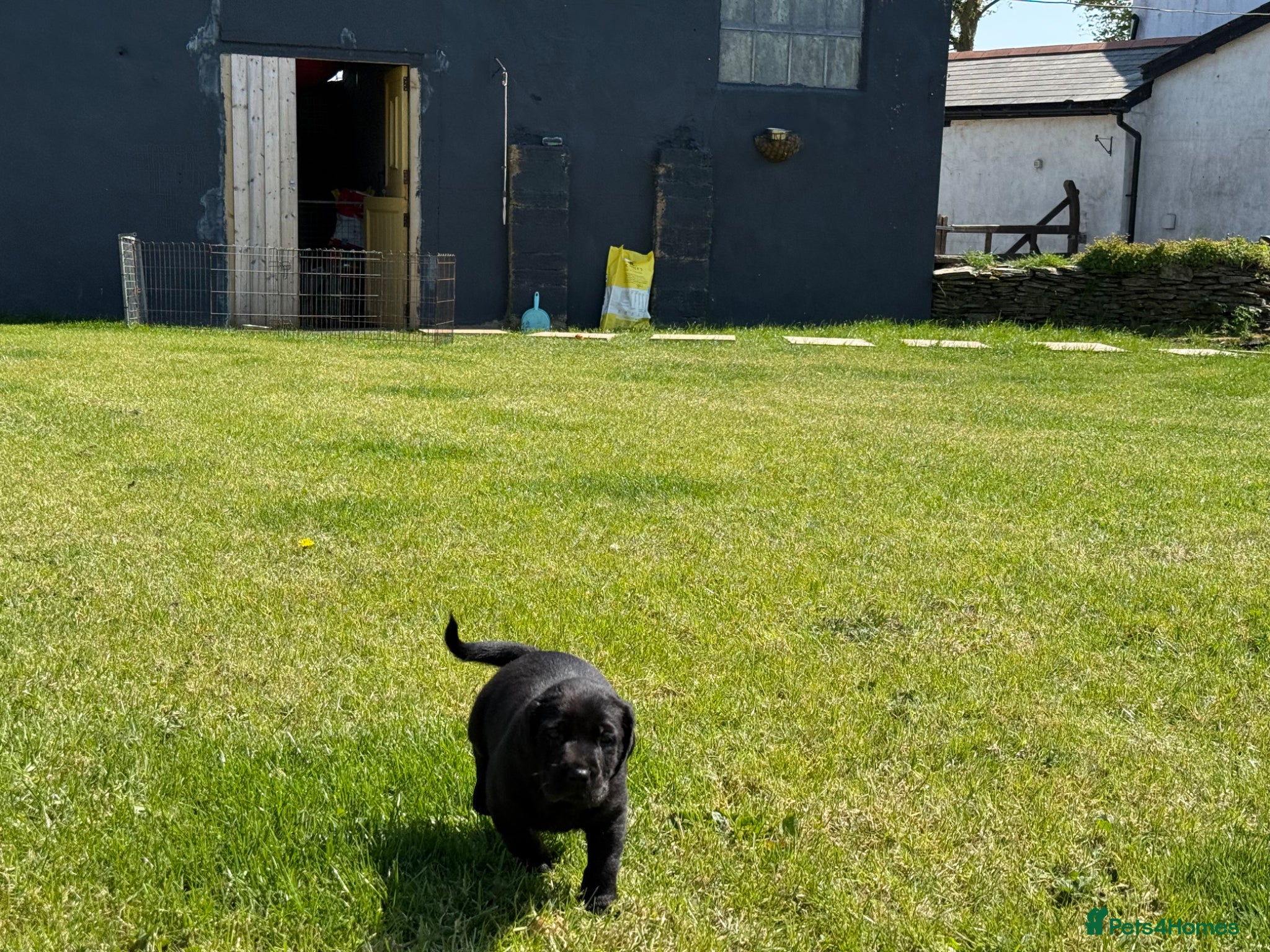 Springador dogs for sale: Spaniel x Labrador puppies  - Advert 26