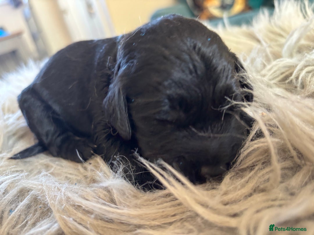 Goldendoodle dogs for sale: 12 Stunning Goldendoodles - Image 15