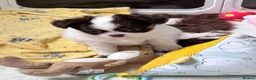 Chihuahua dogs for sale: chocolate tri long coat chihuahua puppies  - Advert 36