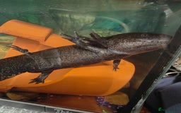 Axolotl reptiles for sale: Axolotls - Advert 2