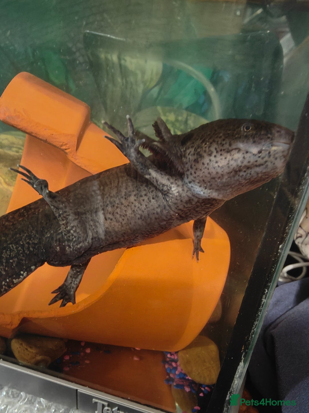 Axolotl reptiles for sale: Axolotls - Advert 2