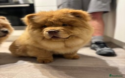 Chow Chow dogs for sale: Champion pedigree chow chow puppies in Northampton - Image 5