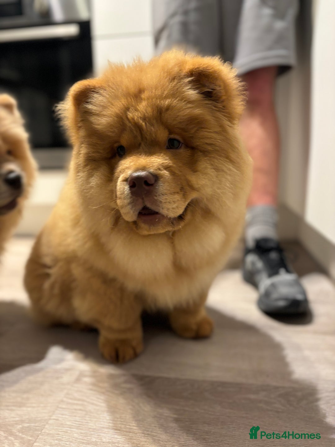 Chow Chow dogs for sale: Champion pedigree chow chow puppies in Northampton - Image 5
