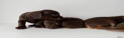 Mixed Breed dogs for sale: 5 Beautiful Chocolate brown & Tan Puppies  in Egham - Advert 16