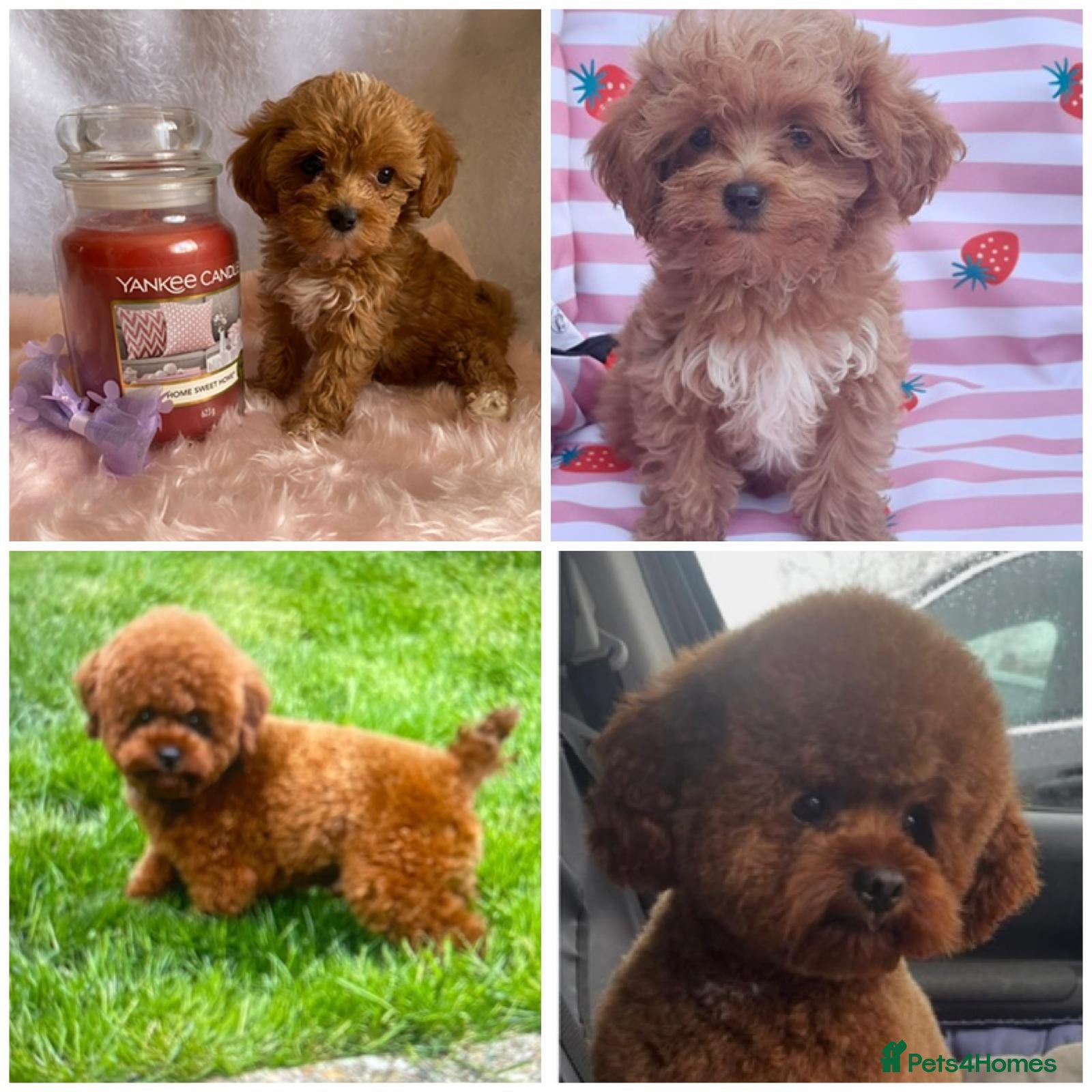 Maltipoo dogs Extensively DNA tested Asian maltipoo puppies  - Advert 13