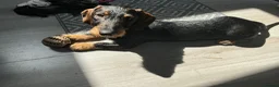 Dachshund dogs for sale: Standard Wirehaired Dachshund Puppy - Advert 3