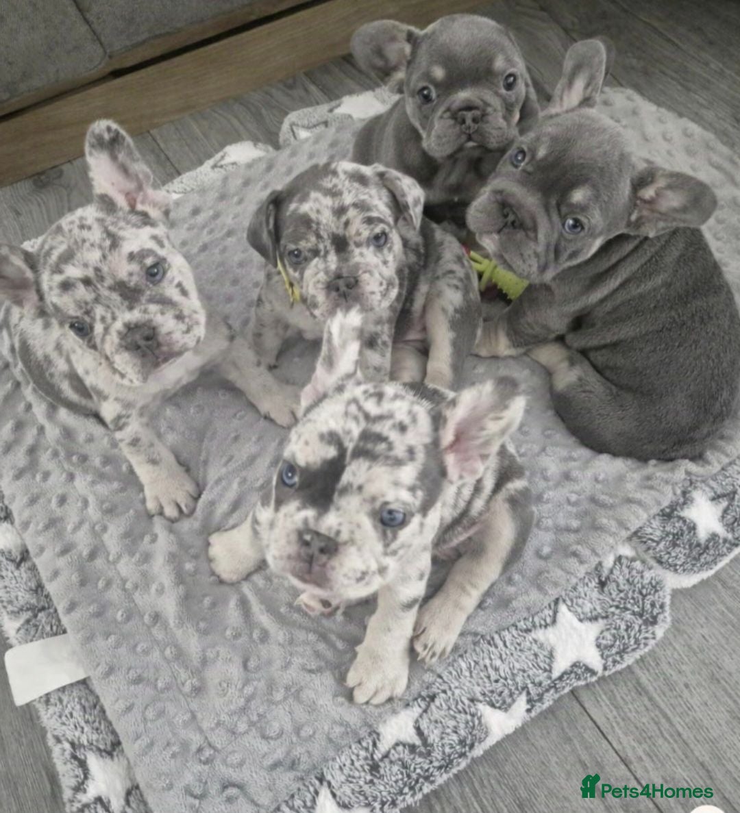 French Bulldog dogs  Beautiful French Bulldog Puppies from £1500 - Advert 1