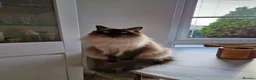 Ragdoll cats for sale: Male Ragdoll - Blu - Advert 6