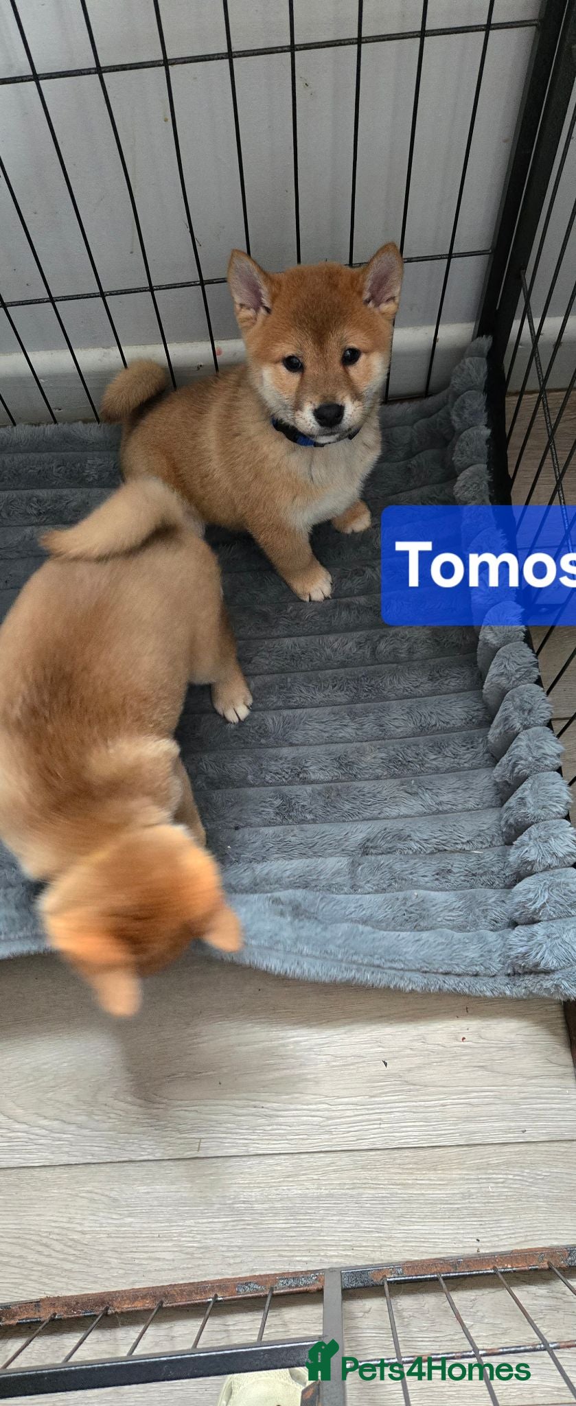 Japanese Shiba Inu dogs Foxy little shibas - Advert 2
