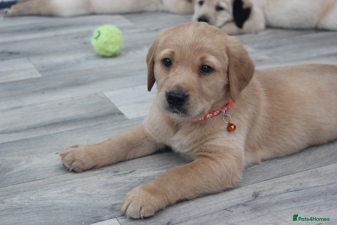 Goldador dogs for sale: Beautiful Goldador Puppies in Garndolbenmaen - Image 22