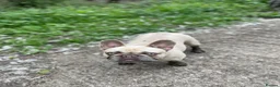 French Bulldog dogs for sale: Miss Bella - Advert 5