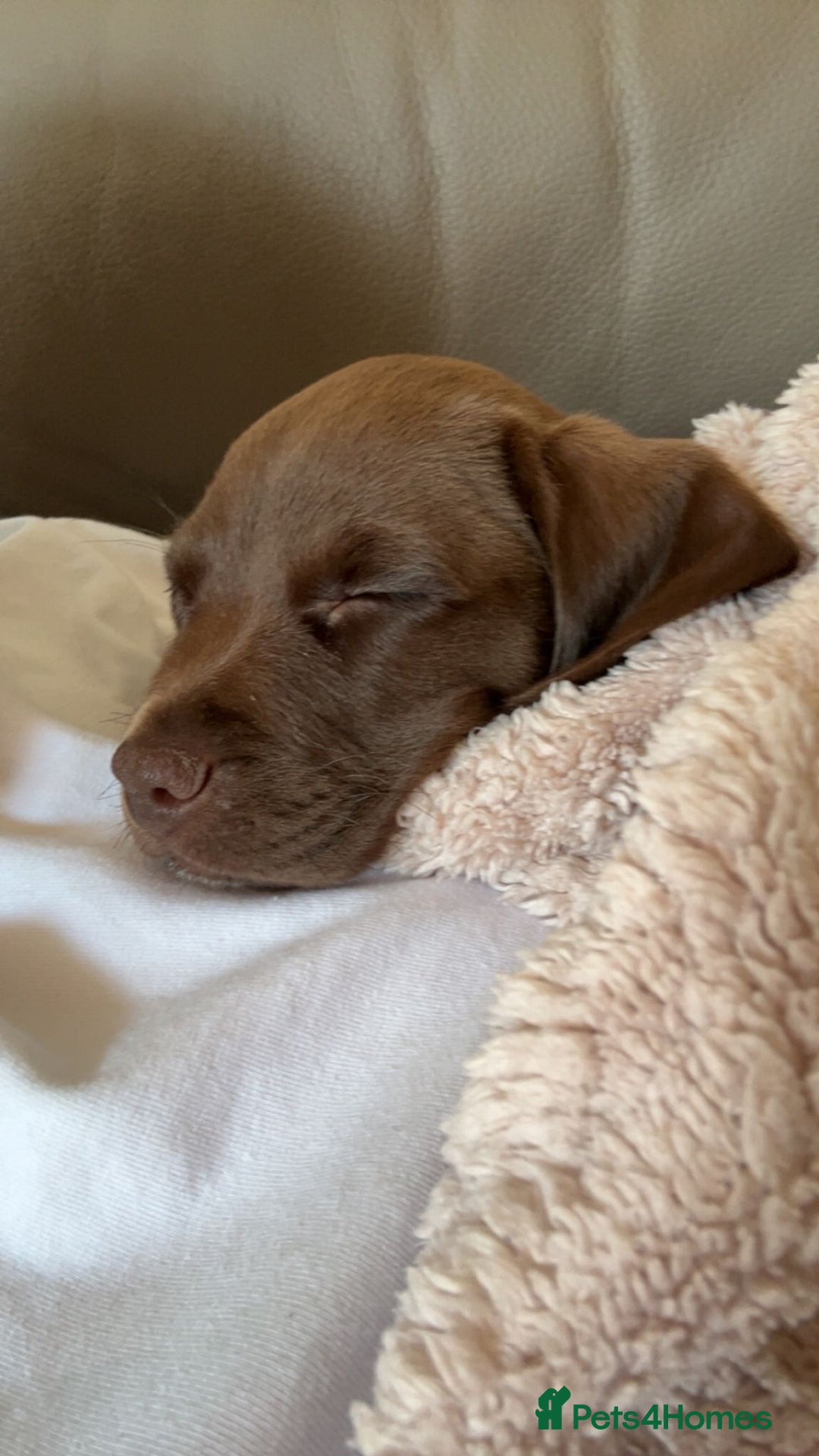 Bocker dogs for sale: 🐶 Cocker Spaniel x Beagle (Bocker) Puppy 🐶 - Image 5