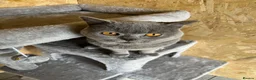 British Shorthair cats for stud: Champion British Blue Import for Stud  in Bournemouth - Advert 2