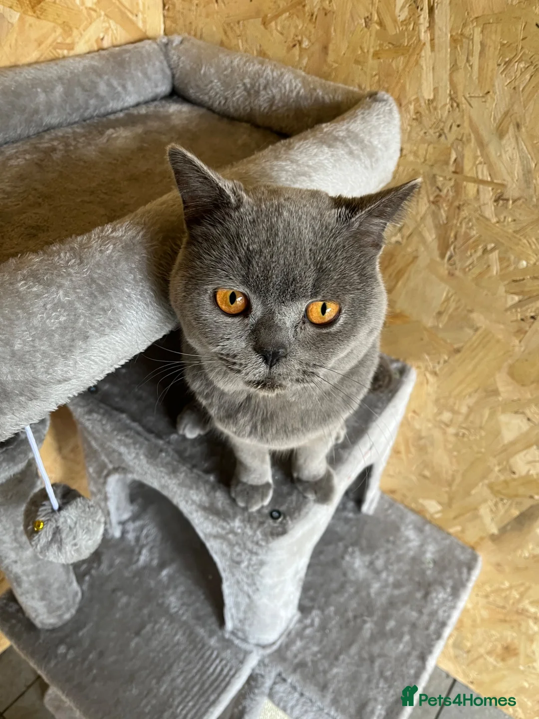 British Shorthair cats for stud: Champion British Blue Import for Stud  in Bournemouth - Advert 2