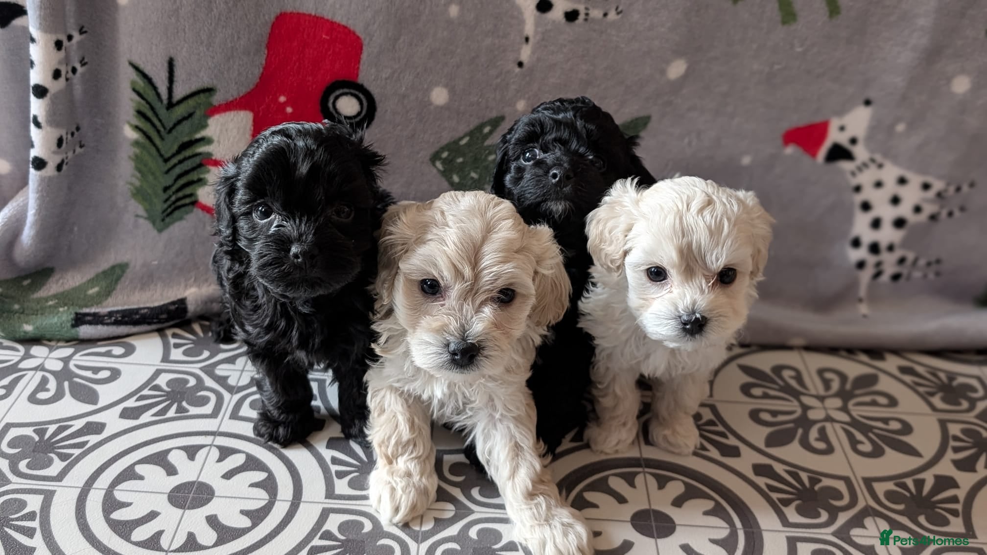 Maltipoo dogs Health Tested F1B Maltipoos - 1 Black Girl Availab - Advert 14