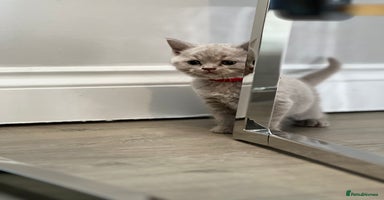 British Shorthair cats - Advert 3