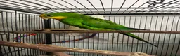 Parrots birds for sale: Superb parrot pair male and female  in Luton - Advert 2