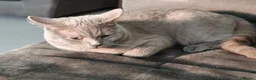 British Shorthair cats for sale: British Shorthair X Bengal (1yo) in Derby - Advert 16