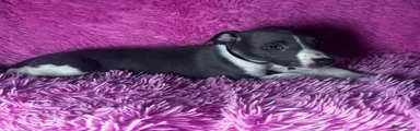 Whippet 1 black collar 