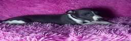 Whippet dogs for sale: Only 3 boys Quality pedigree whippet puppies left  - Advert 14