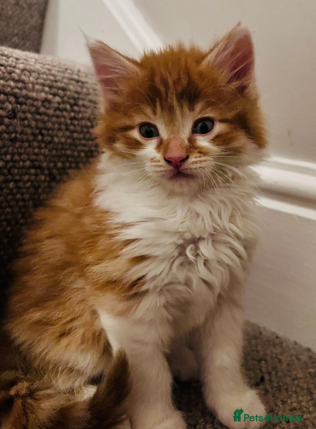 Maine Coon cats for sale: Beautiful Maine Coon x fur babies  - Image 4