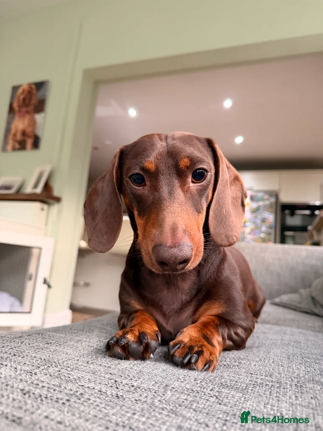 Miniature Dachshund dogs for sale: 2 MINIATURE DACHSHUND FOR REHOMING - Advert 2