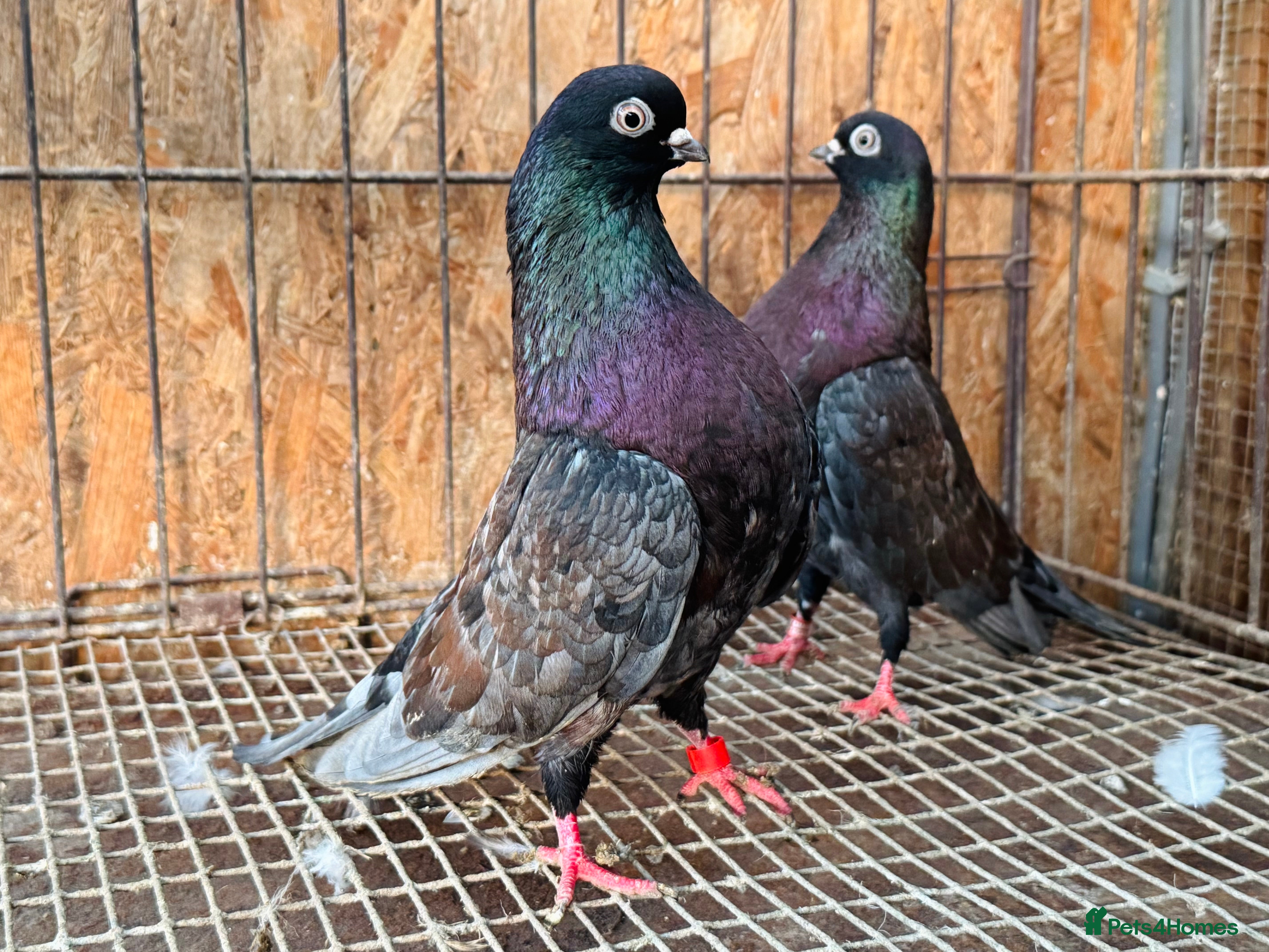 Pigeons birds RARE COLOUR PORTUGUESE TUMBLER PIGEONS - Advert 4