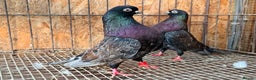 Pigeons birds for sale: RARE COLOUR PORTUGUESE TUMBLER PIGEONS - Advert 1