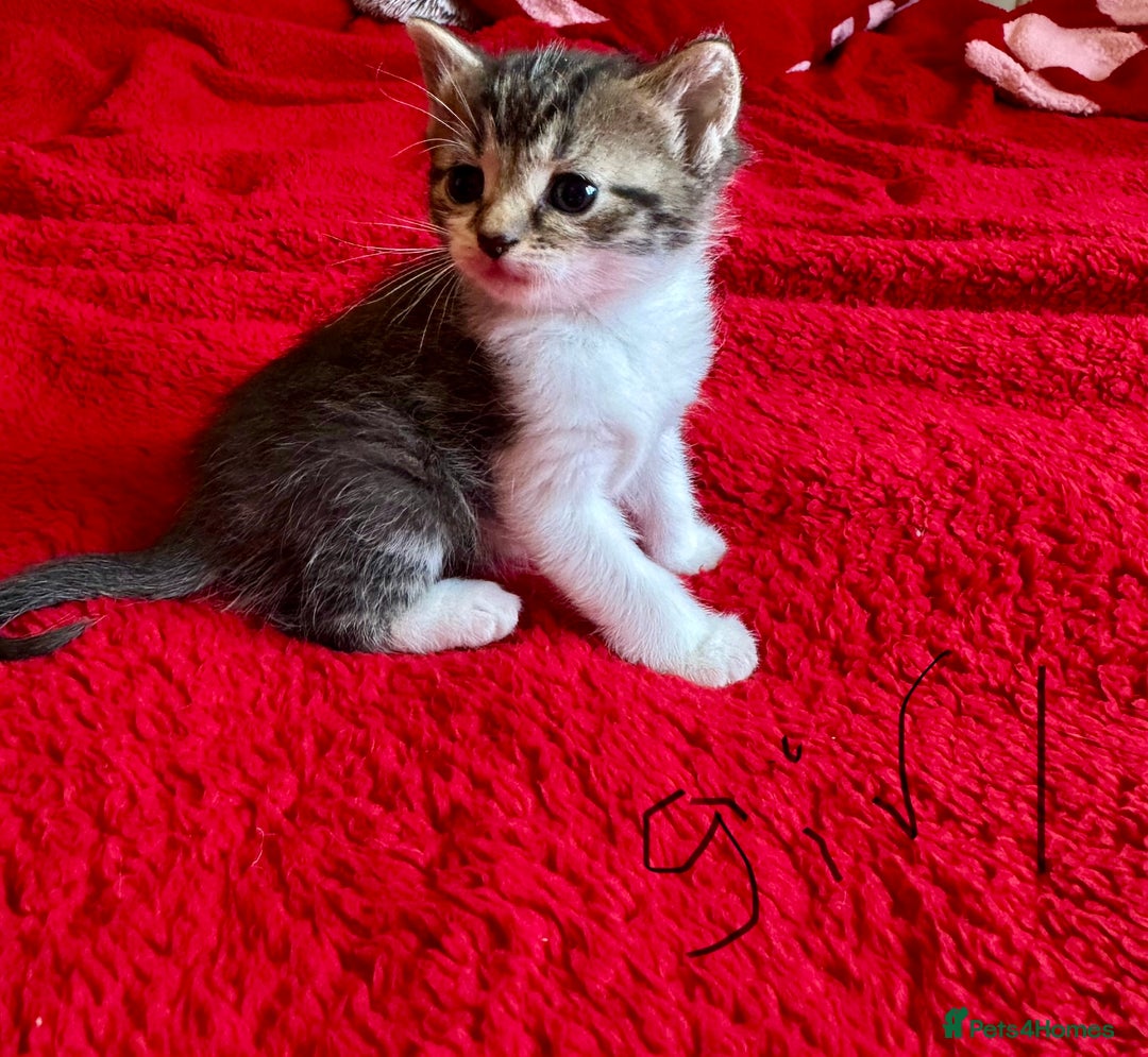 Mixed Breed cats for sale: kittens for sale  - Advert 4