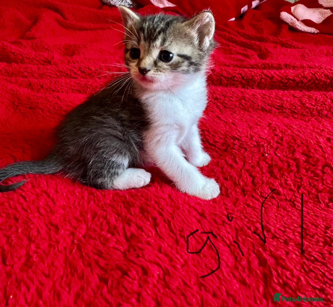 Mixed Breed cats for sale: kittens for sale  - Advert 4