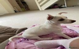 Mixed Breed dogs for sale: Little puppy looking new home  - Image 2