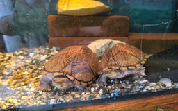 Turtle reptiles for sale: 2xRazor backed turtle male and female - Image 1