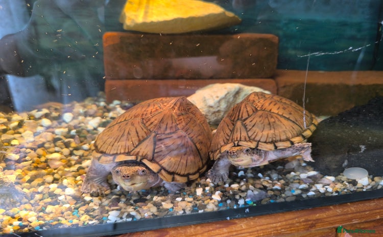 Turtle reptiles - Advert 2