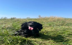 Cocker Spaniel dogs for sale: Carefully bred Kc FTW sired cocker spaniel pups,  - Image 4