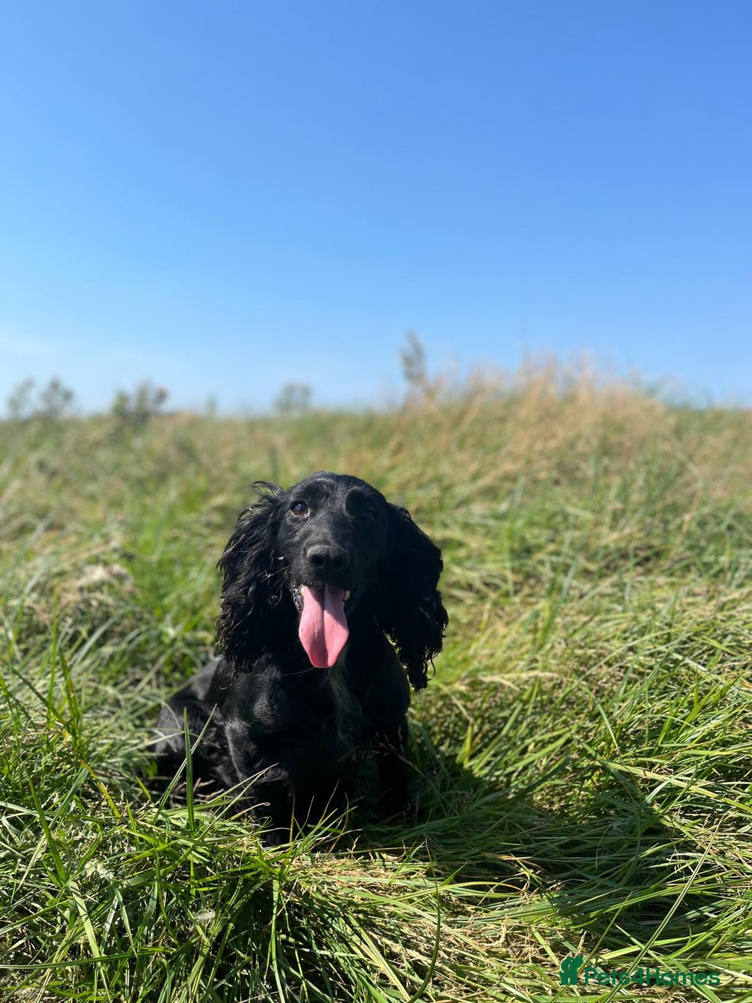 Cocker Spaniel dogs for sale: Carefully bred Kc FTW sired cocker spaniel pups,  - Image 4