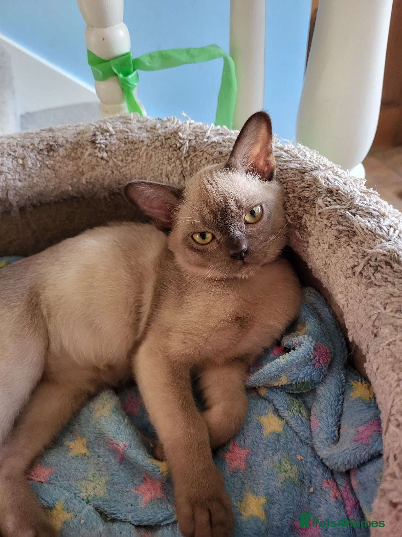 Burmese cats Pedigree chocolate Burmese male kitten - Advert 3
