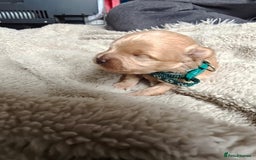 Maltipoo dogs for sale: F1B Toy Maltipoo  - Image 10