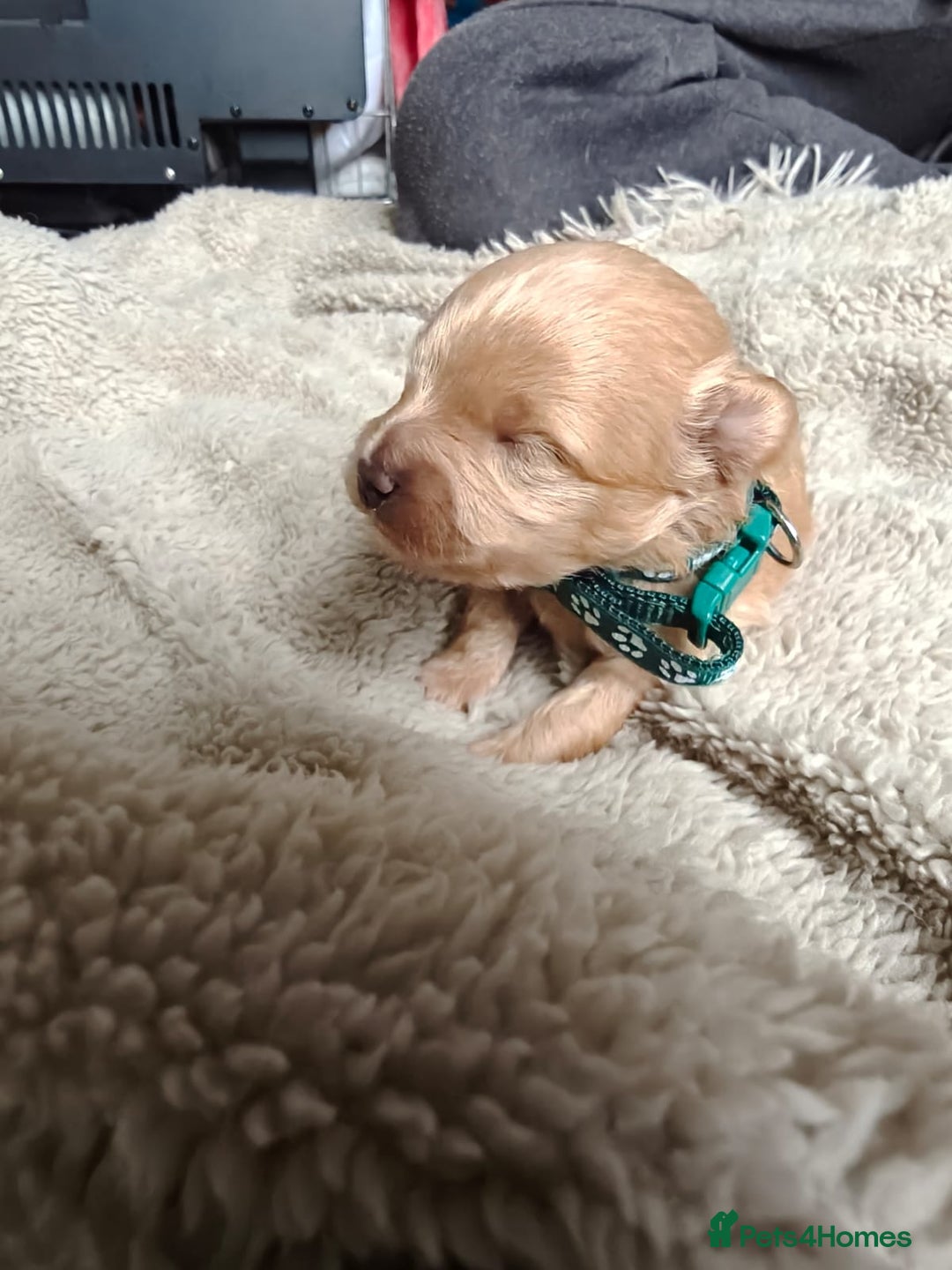 Maltipoo dogs for sale: F1B Toy Maltipoo  - Image 10