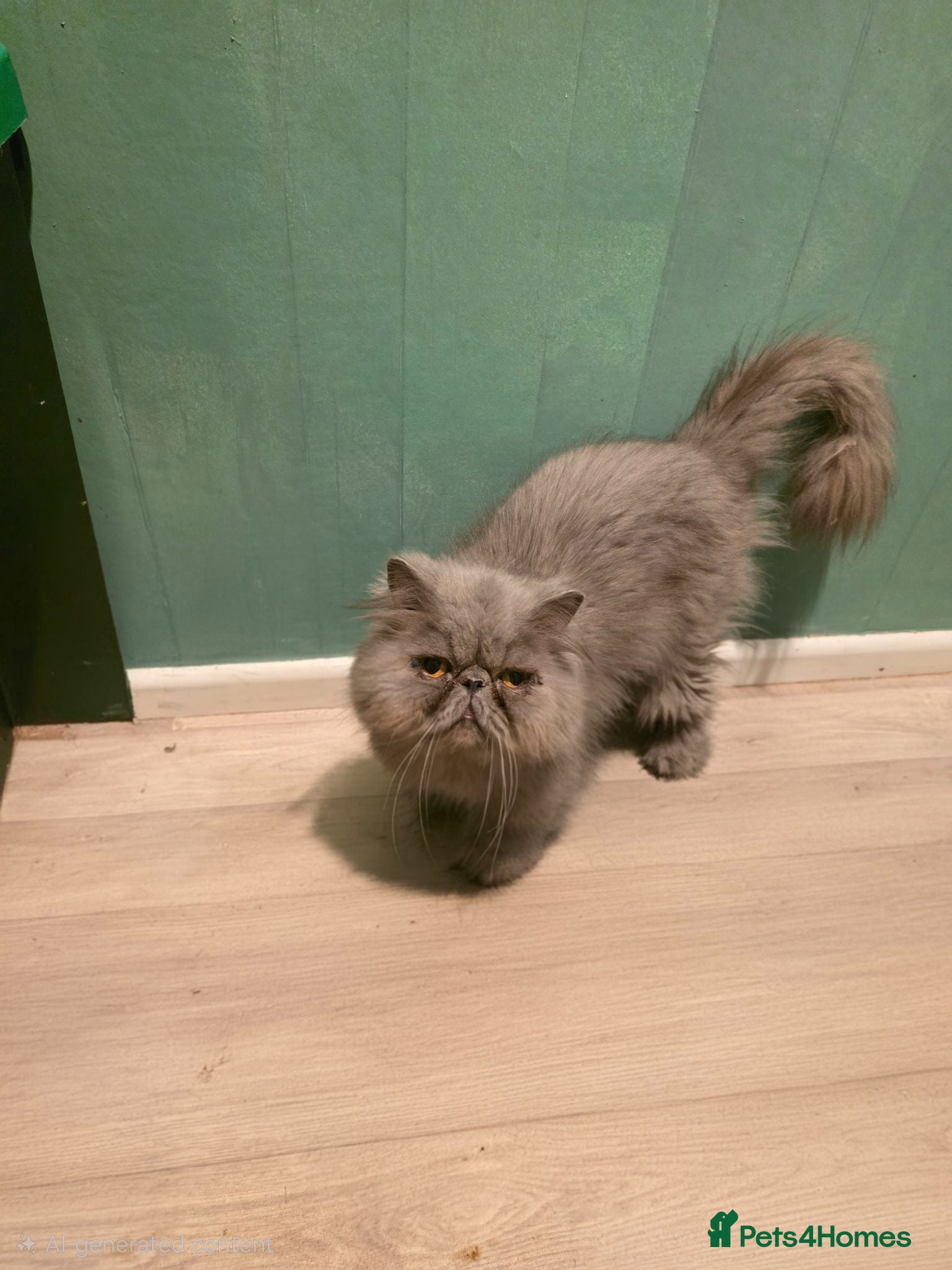 Persian cats Adult persian cats for sale - Advert 10