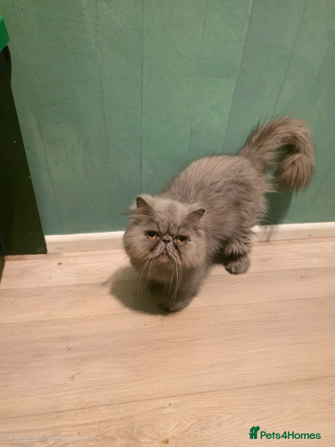 Persian cats for sale: Adult persian cats for sale - Advert 1