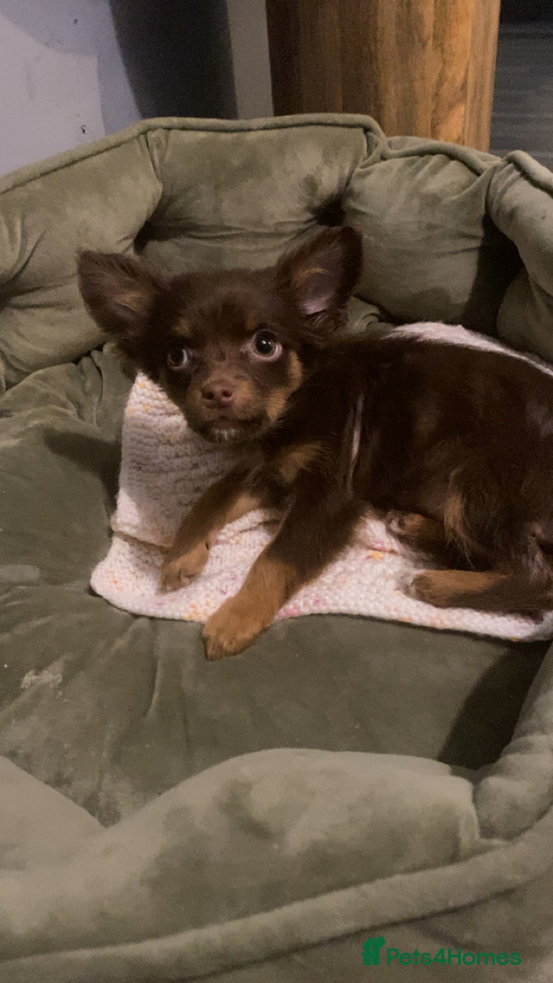 Chihuahua dogs for sale: Chihuahua puppies  - Advert 4