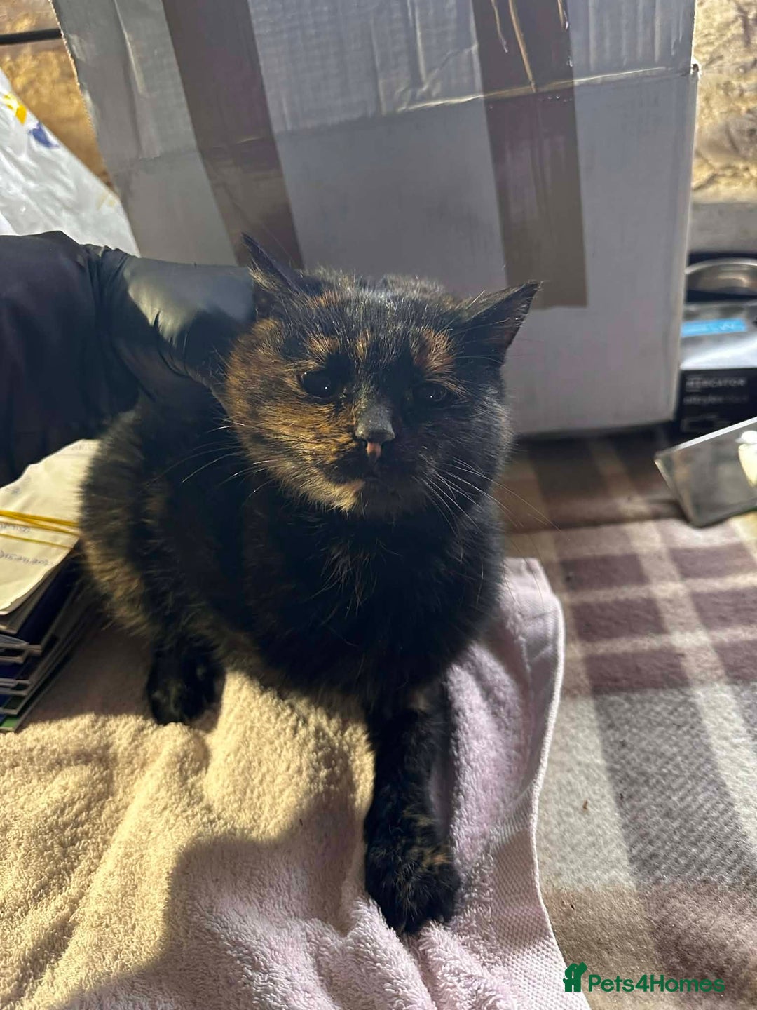 Mixed Breed cats for adoption: Ella for adoption - Advert 6