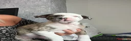 American Bull Staffy dogs for sale: American staff pups £850 Ono READY NOW  - Advert 3