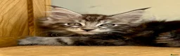 Maine Coon cats for sale: Beautiful Maine coon kittens - Advert 4